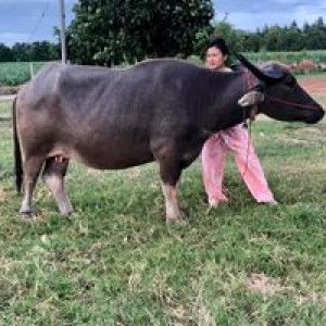 ธิดารัตน์ วรรณพงษ์ profile icon