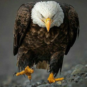 3snapoetra Al-barbassyie profile icon