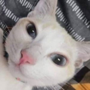 Fila Akriz profile icon