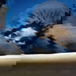 Santi Ismanti profile icon