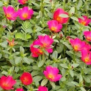 Hafizah Saari profile icon