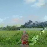 Amelia Lisa profile icon