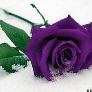 Ulum Sholihatul profile icon