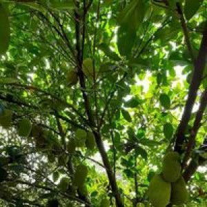 Anna Anna profile icon