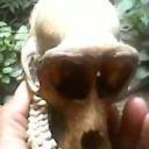 Niv M Chin profile icon