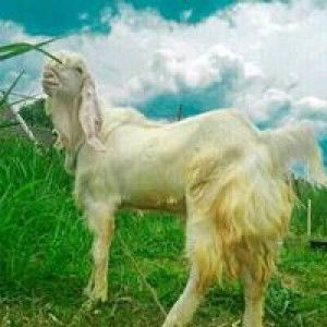 Sunly Dordor profile icon