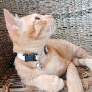 Nora shyma profile icon