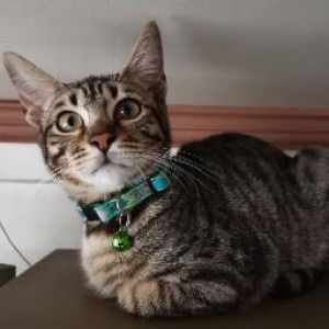 Danica Aquino profile icon