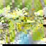 Ade Ira profile icon