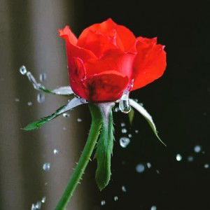 Ammah Nuraeni profile icon