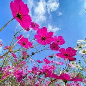 Andi Saidah profile icon