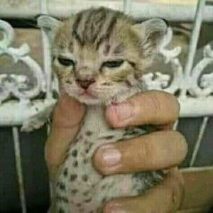 oogane mochi profile icon