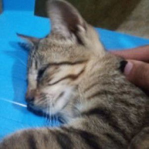 Pamella Effendy profile icon