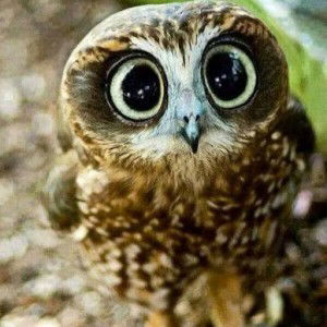 itsAzmida profile icon