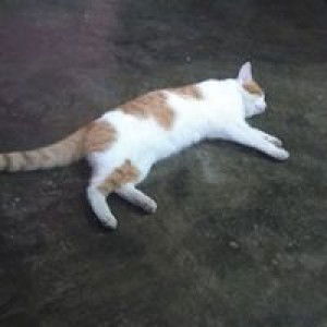 Nuur Aiisyaah profile icon