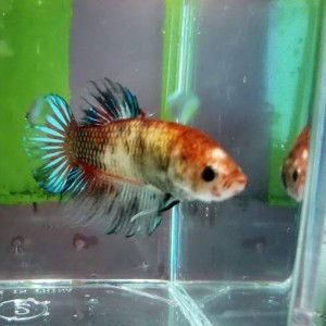 Eykn Channel profile icon