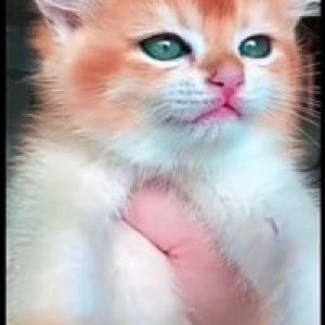 กูรัก มึง profile icon