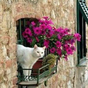 Dinda Adinda Dindahani profile icon