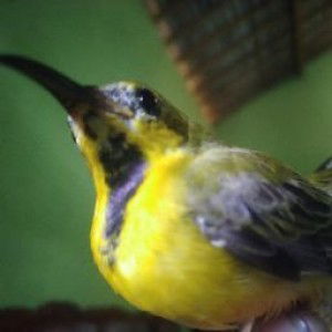 Herman Stim profile icon