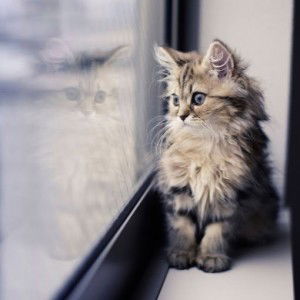 orange sunquick profile icon