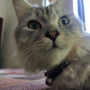 Desipuspitasari profile icon