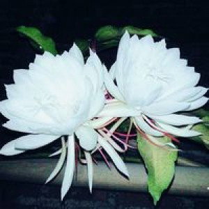 Mariatul Kiptiyah profile icon