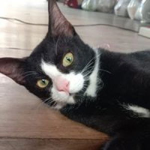 ฟ้า รวยสุข profile icon