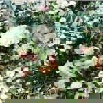 Fairi Amiralti profile icon