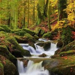 Sifa Syazh Zha profile icon