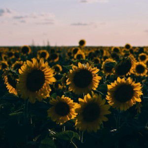 Aprilia Indah Kusumawardhani profile icon