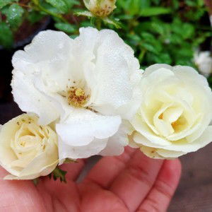 Sahabat IPA profile icon