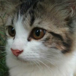 Ade Ratna Ningsih profile icon