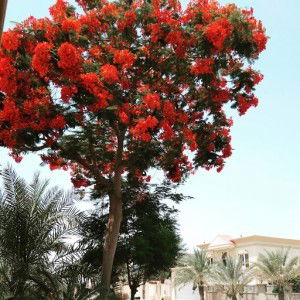 My Chloe profile icon