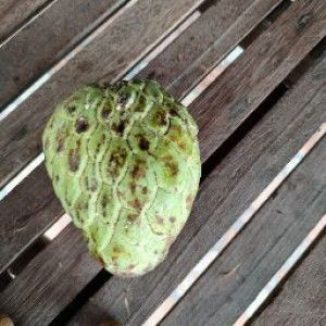 lina lorena profile icon