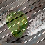 lina lorena profile icon