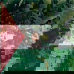 Roazlinda Akma profile icon