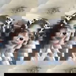 Panida Susuksieng profile icon