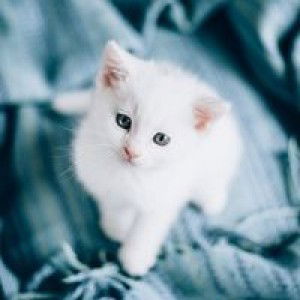 Chyma Desri Yanthie profile icon