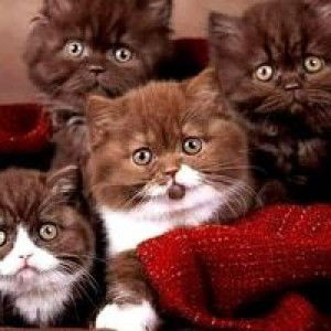 Rasmee Samlae profile icon