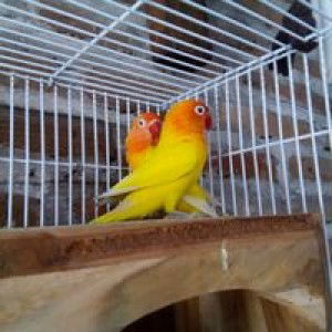 Alfian Rizky Setiawan profile icon