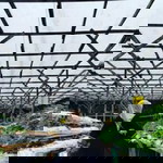 Ayu Siantim profile icon