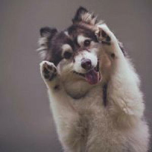 Wachiraporn Pimpikho profile icon