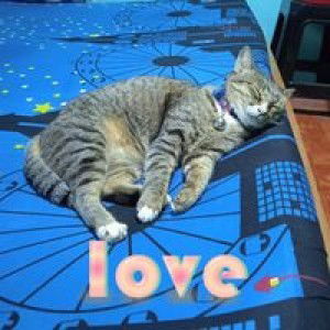 คนตุลา ปีกุน profile icon