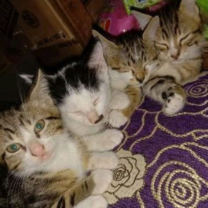 Afrilianti sugiharti profile icon