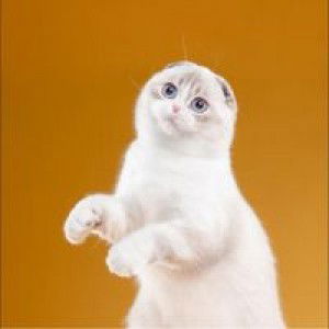 ริชา profile icon