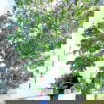 Honey Cos Alicando profile icon