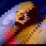 azlin Alynz profile icon