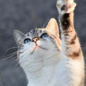 Kimo Kimo profile icon