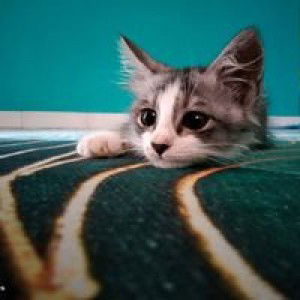 Nabila Najah profile icon