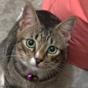 Ivy Nazirah In Sui Mohd Hizami profile icon